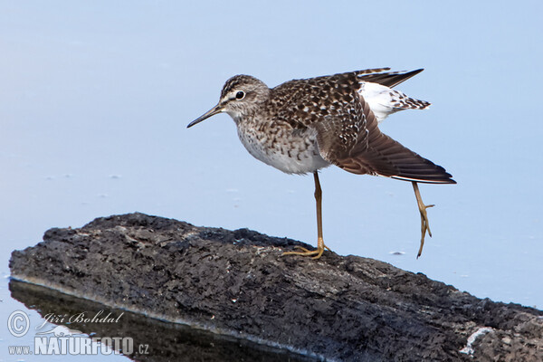 Bruchwasserläufer (Tringa glareola)