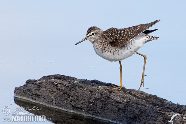 Bruchwasserläufer (Tringa glareola)