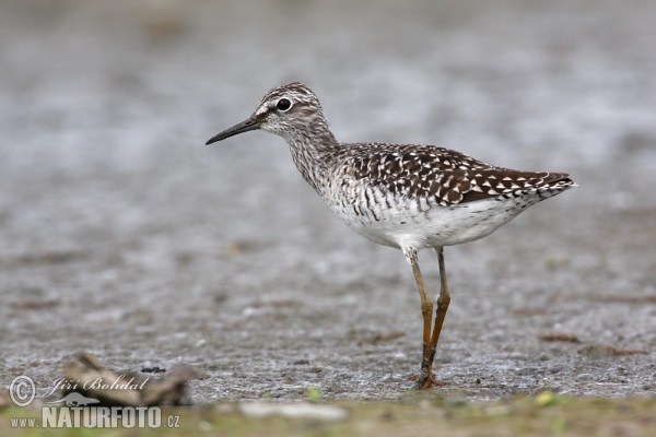 Bruchwasserläufer (Tringa glareola)