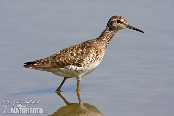 Bruchwasserläufer (Tringa glareola)