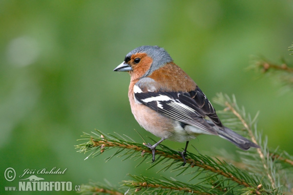 Buchfink (Fringilla coelebs)