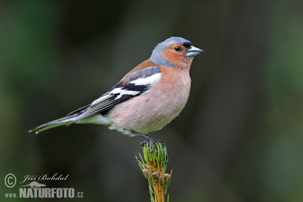 Buchfink (Fringilla coelebs)