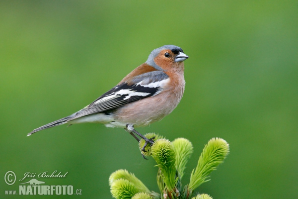 Buchfink (Fringilla coelebs)