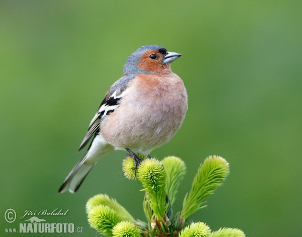 Buchfink (Fringilla coelebs)