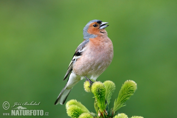 Buchfink (Fringilla coelebs)