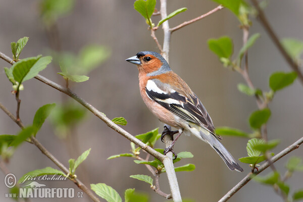 Buchfink (Fringilla coelebs)