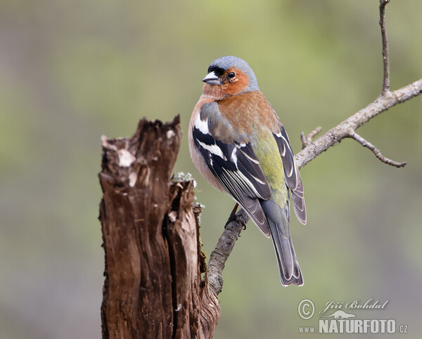 Buchfink (Fringilla coelebs)