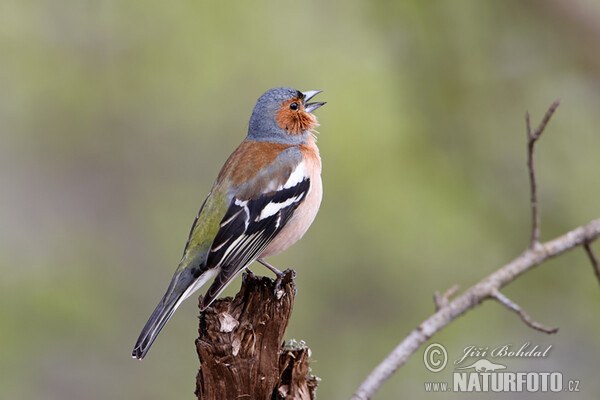 Buchfink (Fringilla coelebs)