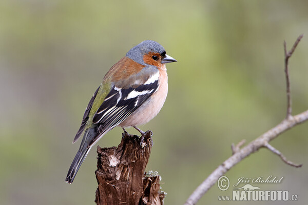 Buchfink (Fringilla coelebs)