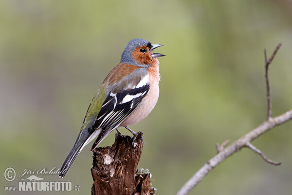 Buchfink (Fringilla coelebs)