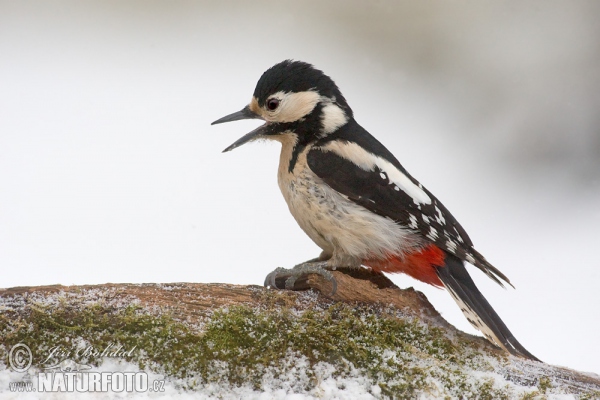 Buntspecht (Dendrocopos major)