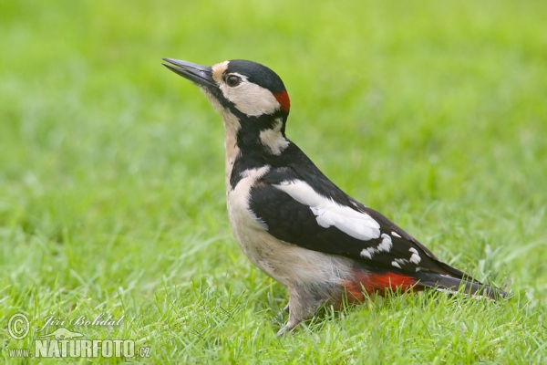 Buntspecht (Dendrocopos major)