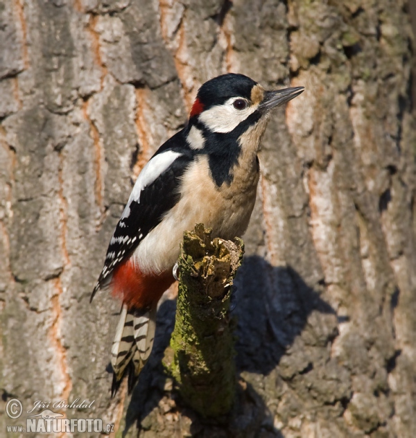 Buntspecht (Dendrocopos major)