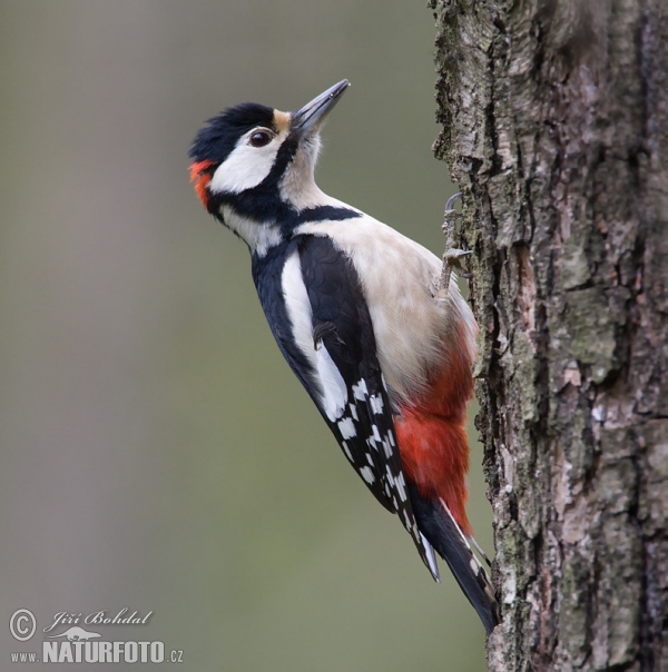 Buntspecht (Dendrocopos major)