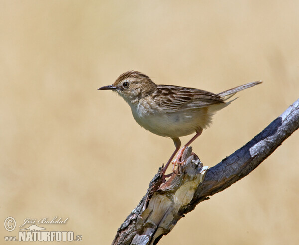 Cistensänger (Cisticola juncidis)