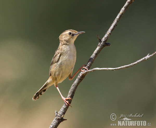 Cistensänger (Cisticola juncidis)