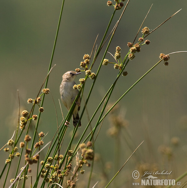 Cistensänger (Cisticola juncidis)