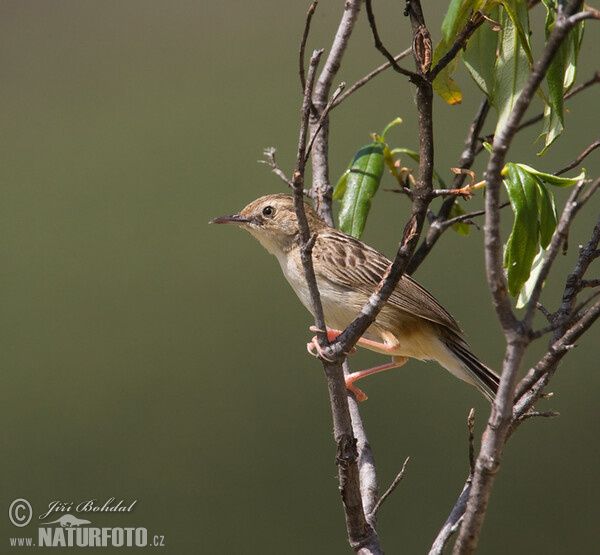 Cistensänger (Cisticola juncidis)