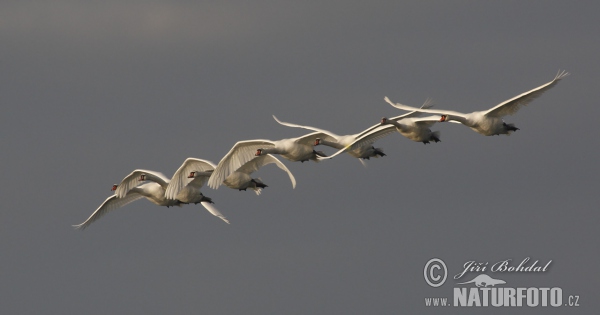 Der Höckerschwan (Cygnus olor)