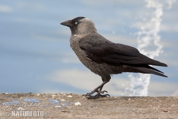 Dohle (Corvus monedula)