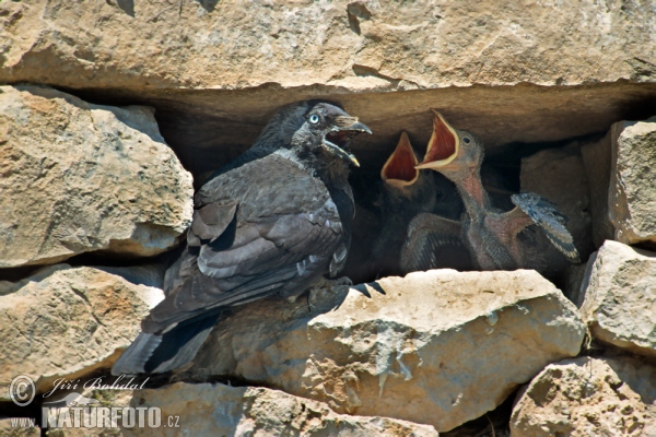 Dohle (Corvus monedula)