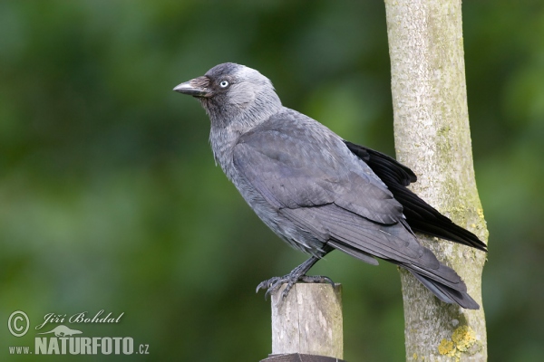 Dohle (Corvus monedula)