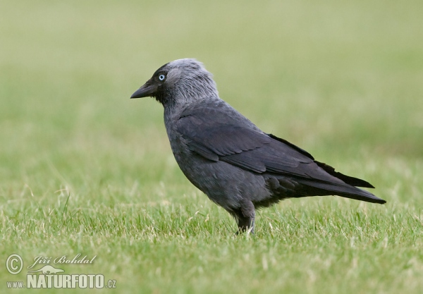 Dohle (Corvus monedula)