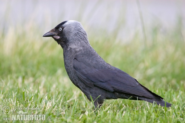 Dohle (Corvus monedula)