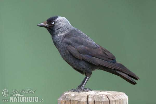 Dohle (Corvus monedula)