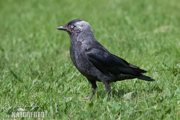 Dohle (Corvus monedula)