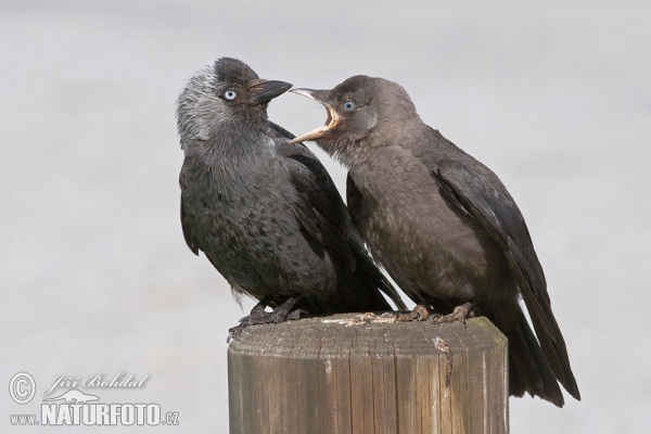 Dohle (Corvus monedula)