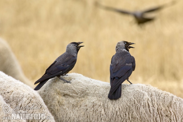 Dohle (Corvus monedula)