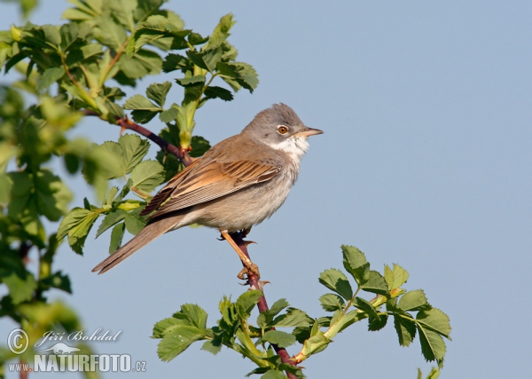 Dorngrasmücke (Sylvia communis)