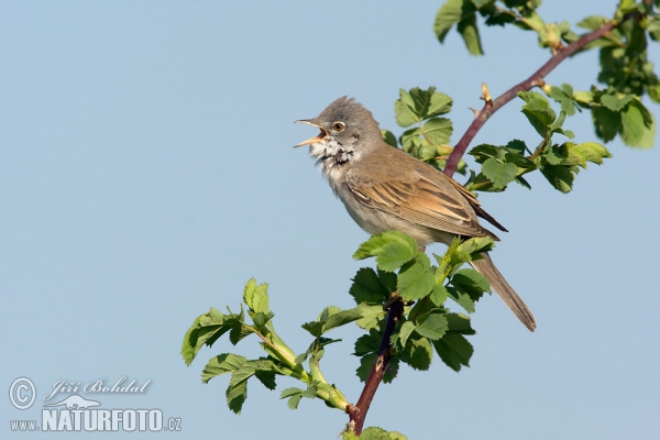 Dorngrasmücke (Sylvia communis)