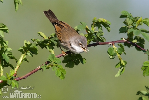 Dorngrasmücke (Sylvia communis)