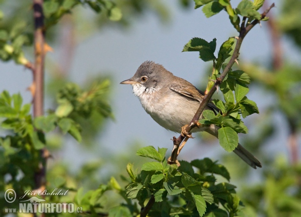 Dorngrasmücke (Sylvia communis)