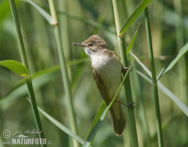 Drosselrohrsänger (Acrocephalus arundinaceus)