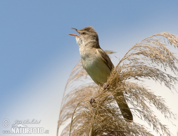 Drosselrohrsänger (Acrocephalus arundinaceus)