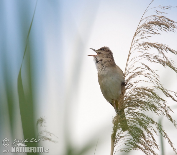 Drosselrohrsänger (Acrocephalus arundinaceus)