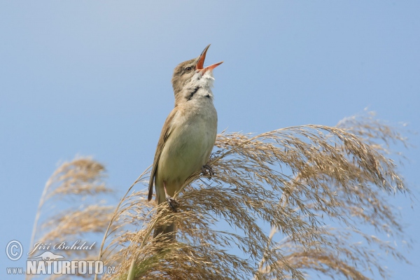 Drosselrohrsänger (Acrocephalus arundinaceus)