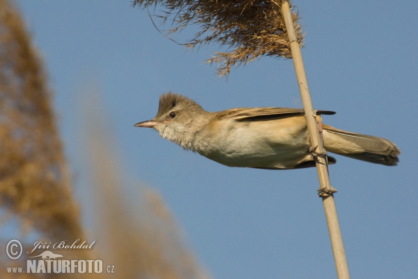 Drosselrohrsänger (Acrocephalus arundinaceus)