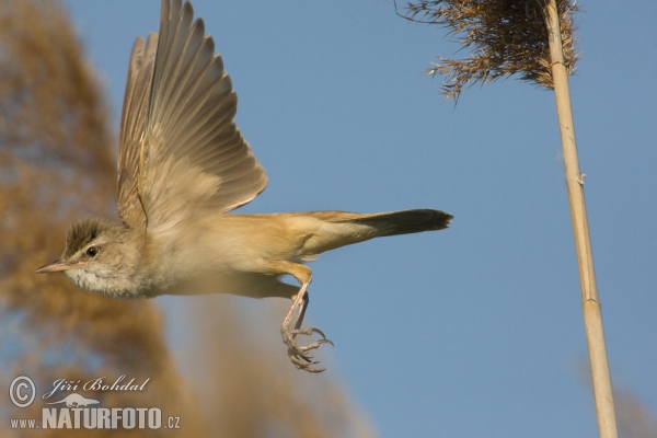 Drosselrohrsänger (Acrocephalus arundinaceus)