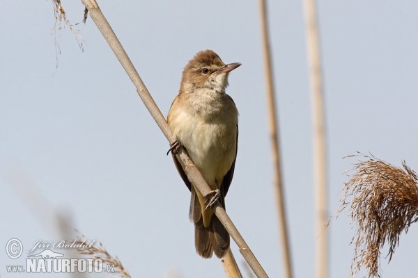 Drosselrohrsänger (Acrocephalus arundinaceus)