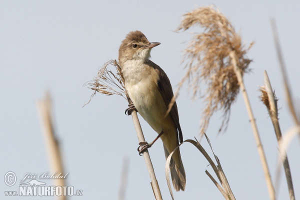 Drosselrohrsänger (Acrocephalus arundinaceus)