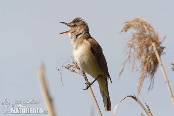 Drosselrohrsänger (Acrocephalus arundinaceus)