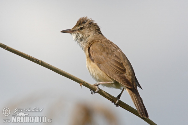 Drosselrohrsänger (Acrocephalus arundinaceus)