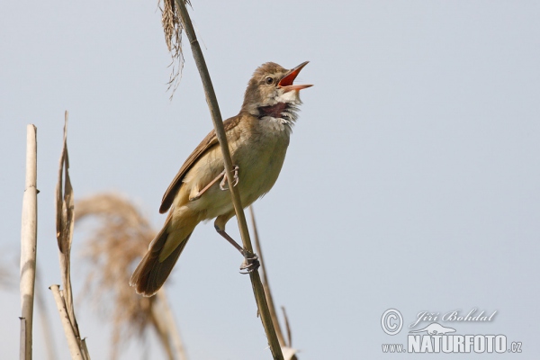 Drosselrohrsänger (Acrocephalus arundinaceus)