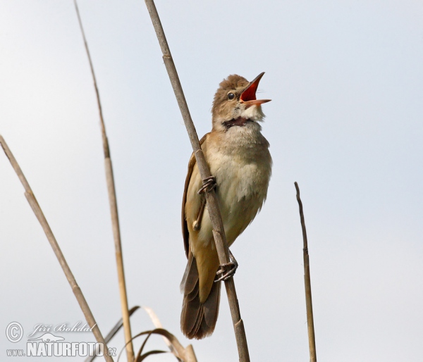 Drosselrohrsänger (Acrocephalus arundinaceus)