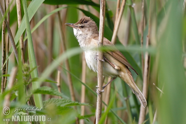 Drosselrohrsänger (Acrocephalus arundinaceus)