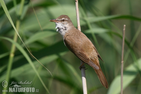 Drosselrohrsänger (Acrocephalus arundinaceus)